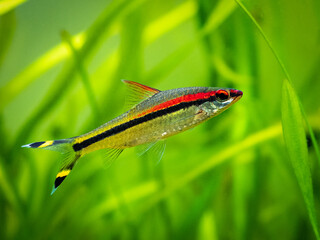 Denison barb (Sahyadria denisonii) swimming on a fish tank with blurred background