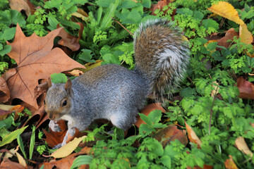 squirrel in the park