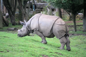 Foto op Plexiglas rhino in the grass © Simon Edge