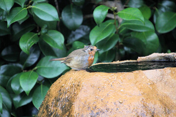 robin on a branch