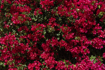 background wall covered with red flowers and green leaves