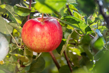 A ripe red apple on the branch of an apple tree