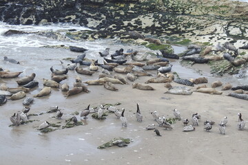 Harbor seals, brown pelicans, and cormorants hanging out on the beach in Carpinteria, Santa Barbara, California. 