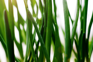 Feathers of green fresh growing onion in soft sunlight. Grass summer background