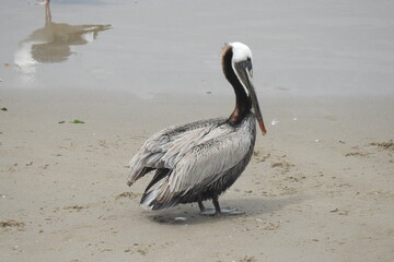 A brown pelican hanging out on the beach in Carpinteria, Santa Barbara County, California.