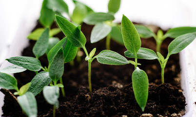 Small green sprouts grows on the ground. Tomato and pepper plant