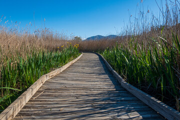 Wooden walkway, crossing a marsh full of reeds, on a day with blue skies.
