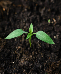 Spring small green sprout grows on the ground