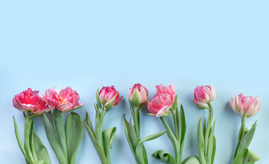 Top view purple tulips in row on blue background, floral background with copy space