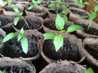 Young seedlings of bell pepper in a peat pots. Ecological home growing of pepper seedlings in...