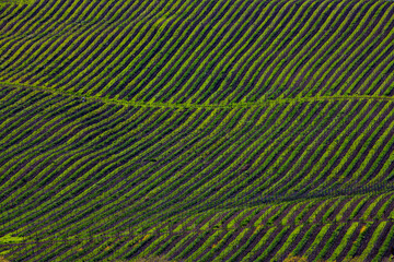 Fototapeta premium Napa Valley in Spring, California 