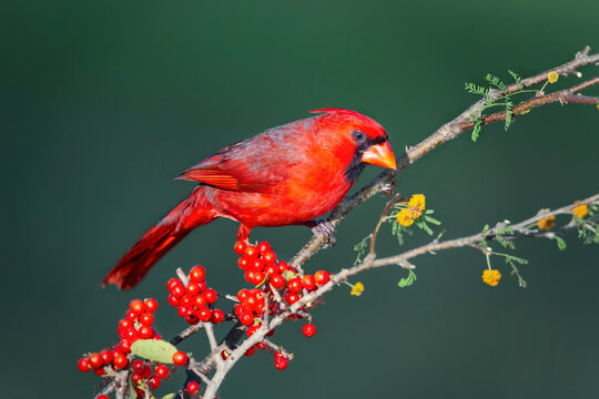 Bright Red Male Northern Cardinal Perched On Branch With Yellow Flowers And Red Berries In South Texas