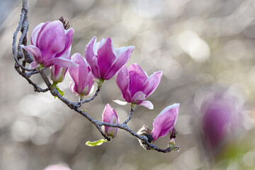 Obraz premium Magnolia Blossom in Spring