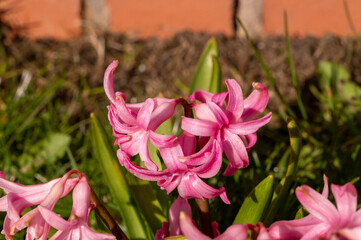 Pink hyacinths in the afternoon spring sunshine