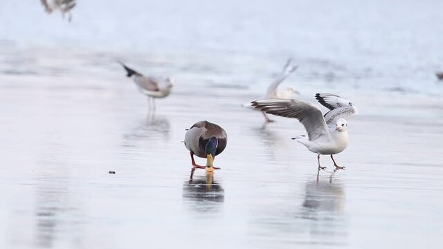 mallard and seagull on ice slipping and catching a piece of bread