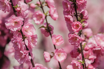 Naklejka na ściany i meble Beautiful and cute pink cherry blossoms (sakura) against blue sky.Botanical garden, sakura blossoms, tree pink flowers, closeup