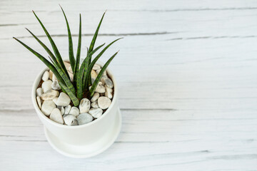 Sansevieria in ceramic pot.  White old wood background. Top view