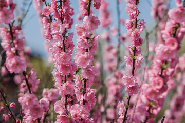 Beautiful and cute pink cherry blossoms (sakura) against blue sky.Botanical garden, sakura blossoms, tree pink flowers, closeup