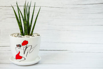 Sansevieria in ceramic pot.  White old wood background. Woman day concept.
