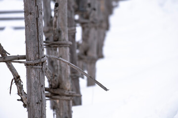 rustic fence made of wicker branches standing in the snow in winter