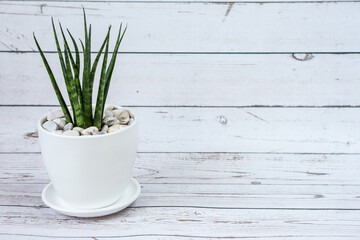 Sansevieria in ceramic pot.  White old wood background.