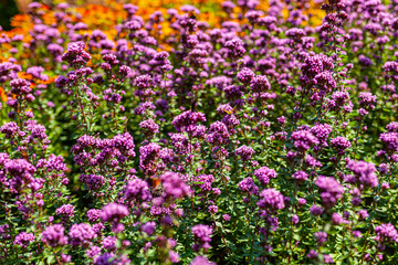 Close up Violet Garden Flowers