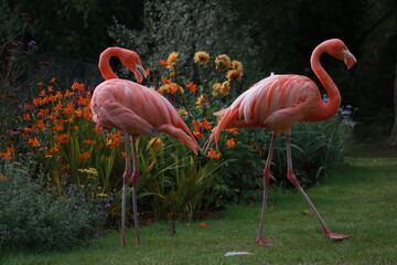 Flamingos 