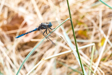 Dragonfly perched on a branch in autumn