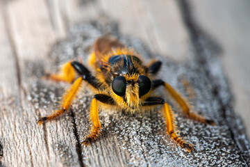 Spider on the garden fence