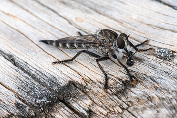 Spider on the garden fence