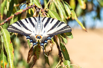 Machaon butterfly on an autumn perch