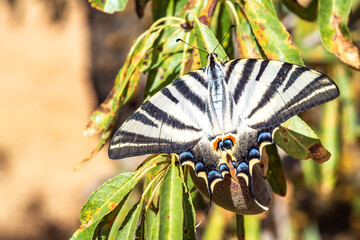 Machaon butterfly on an autumn perch