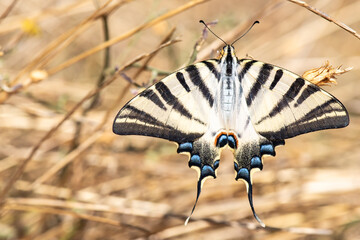 Machaon butterfly on an autumn perch