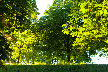 chestnut leaves against blue sky in summer