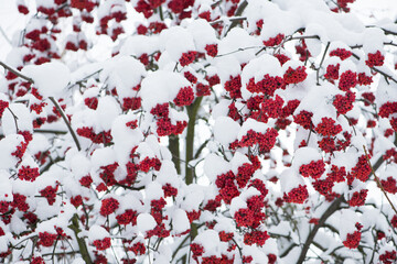 Background with a mountain ash cluster in snow