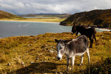 Fototapeta na wymiar Two donkeys overlooking Tranarossan Beach, Rosguill peninsula, County Donegal, Ireland
