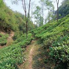 path in the mountains