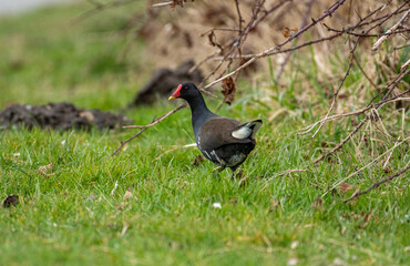 Europe wildlife, northern Germany Ostfriesland 