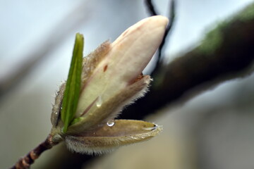 Knospe einer Sternmagnolie