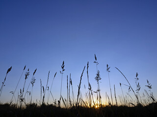 Silhouetten von Gr&auml;sern zur Blauen Stunde