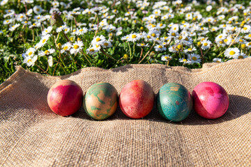 Springtime and Easter concept. Coloured eggs on a jute cloth in a grass full of daisies.