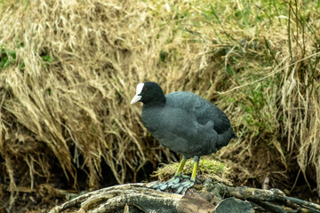 Europe wildlife, northern Germany Ostfriesland 