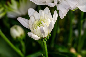 Flower of white Chrysanthemum close-up. Blurry background.