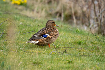 Europe wildlife, northern Germany Ostfriesland 