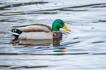 Obraz premium Europe wildlife, northern Germany Ostfriesland 