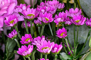 Bouquet of pink Chrysanthemum flowers close-up.