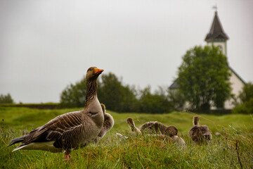 Geese family near Thingvallakirkja church at Thingvellir, Iceland