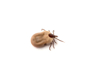 Tick isolated on white background