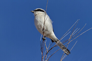 Loggerhead shrike, a bird that hunts by spotting and diving onto prey, perches vividly against a deep blue New Mexico sky