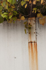 Fall leaves cascading down over the side of a concrete wall; metal plate with rust stains compliment autumn colors